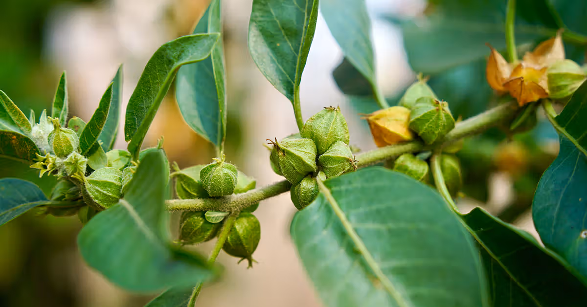 Ashwagandha (Withania somnifera) in male reproductive health
